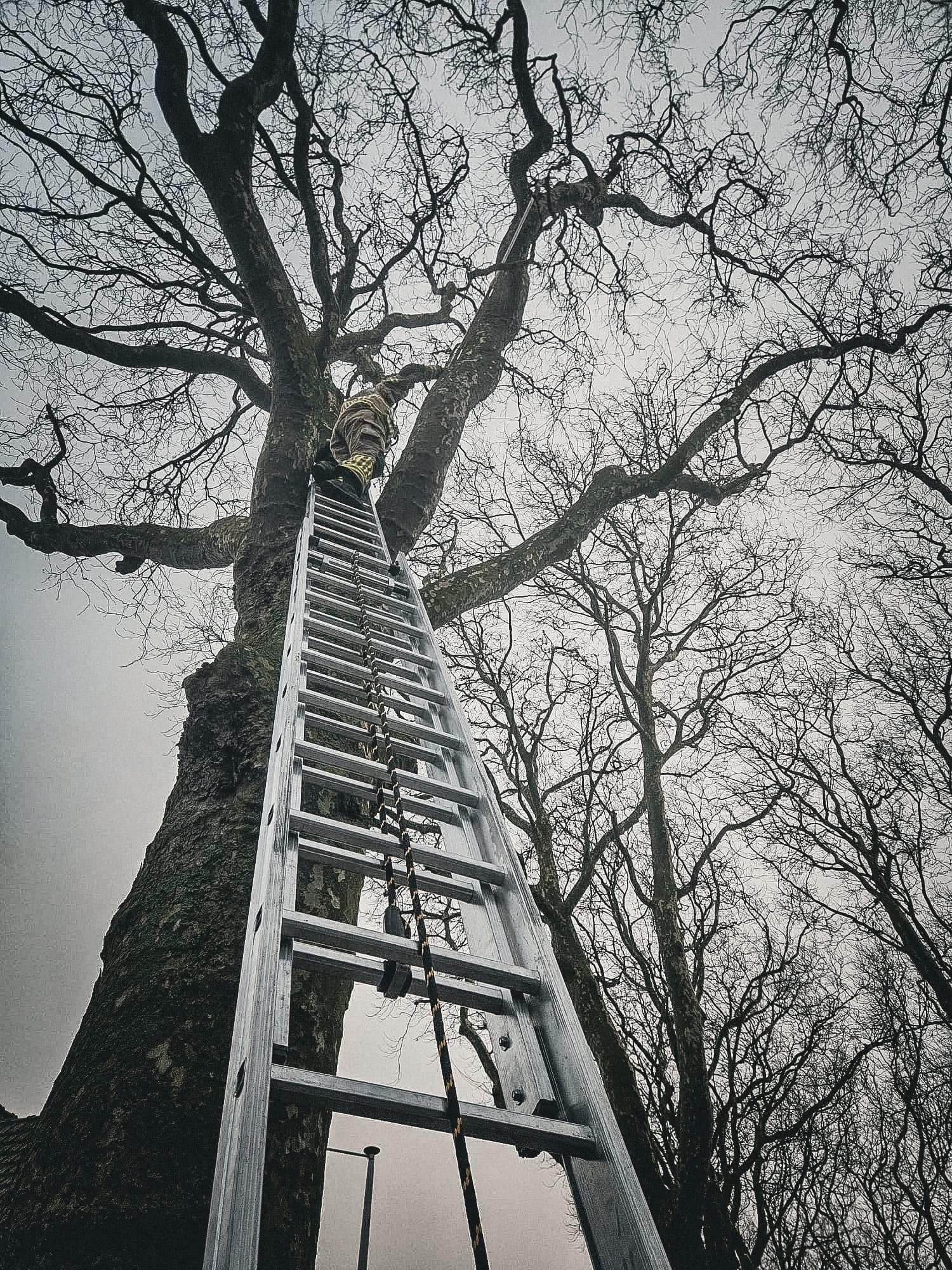 P 2 BDH-04 Stormschade Kerklaan Sassenheim 161230